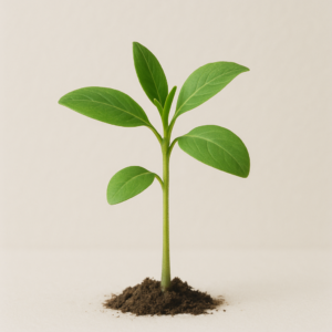 seedlings Seedlings